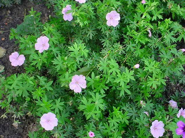 Plantenfiche-Geranium-sanguineum-var-striatum