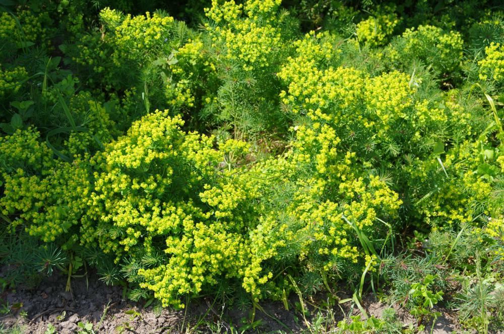 Plantenfiche-Euphorbia-cyparissias