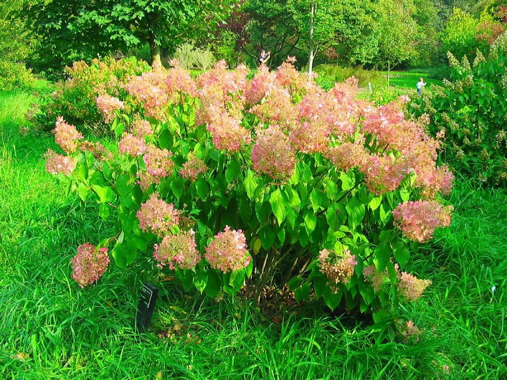 Plantenfiche-Hydrangea-paniculata-Phantom-