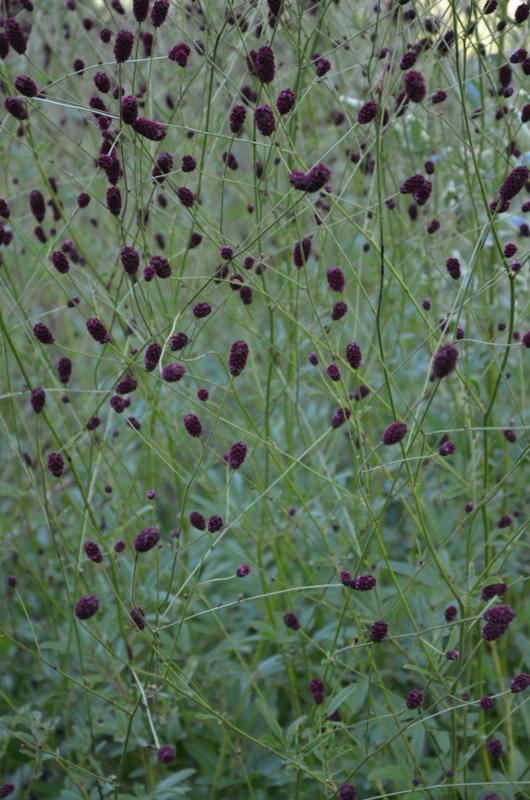 Plantenfiche-Sanguisorba-officinalis-Red-Thunder-
