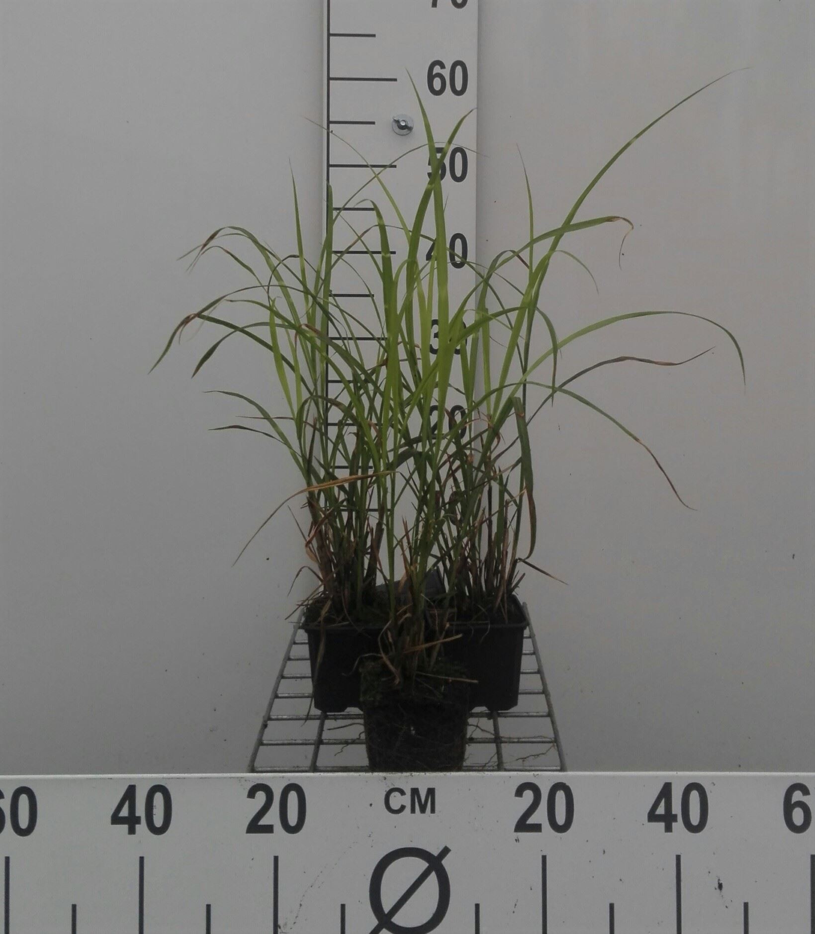 Miscanthus sinensis 'Strictus' - pot 9x9 cm