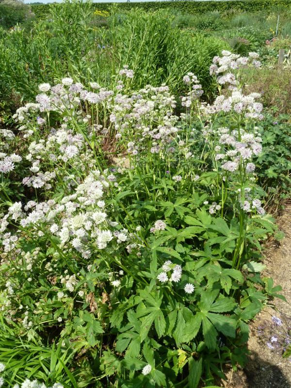 Plantenfiche-Astrantia-major-Shaggy-