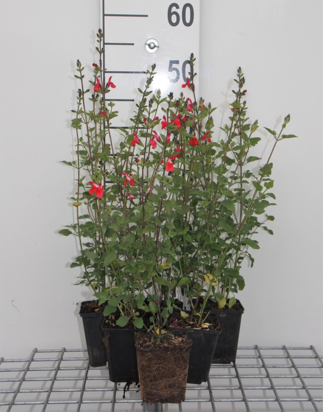 Salvia microphylla 'Hot Lips' - pot 9x9 cm
