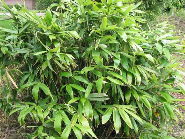 Plantenfiche-Sasa-palmata-f-nebulosa