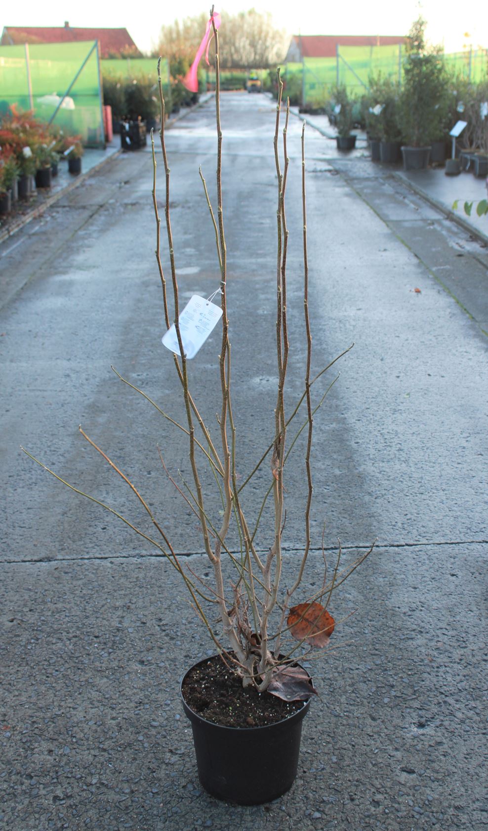 Magnolia x loebneri 'Merrill' - pot - 100-125 cm