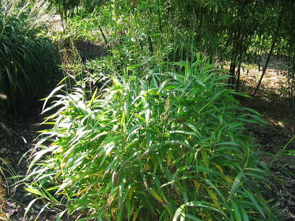 Plantenfiche-Spodiopogon-sibiricus