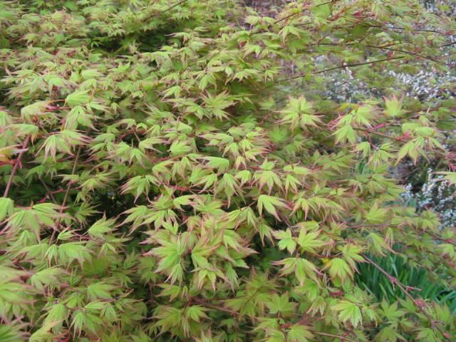 Plantenfiche-Acer-palmatum-Katsura-