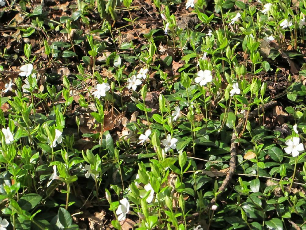Plantenfiche-Vinca-minor-Alba-