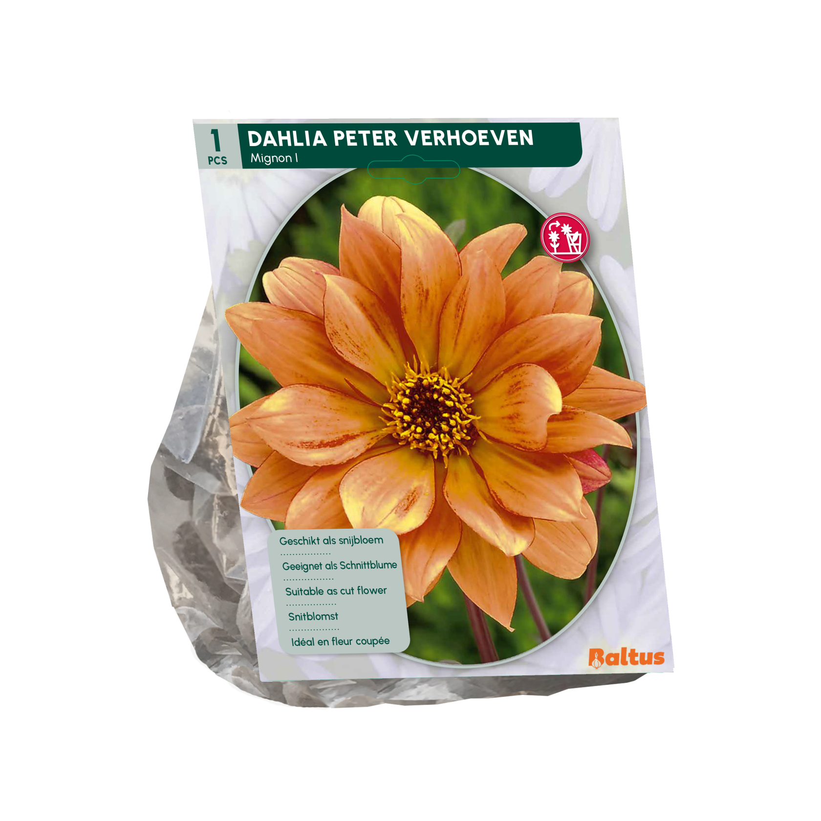 Baltus dahlia 'Mignon Peter Verhoeven' - Najaarsbloeiers - 1 bol (geel-oranje)