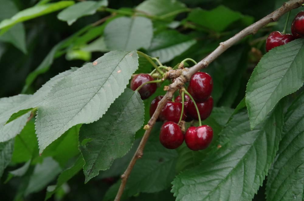 Plantenfiche-Prunus-avium-Bigarreau-Burlat-