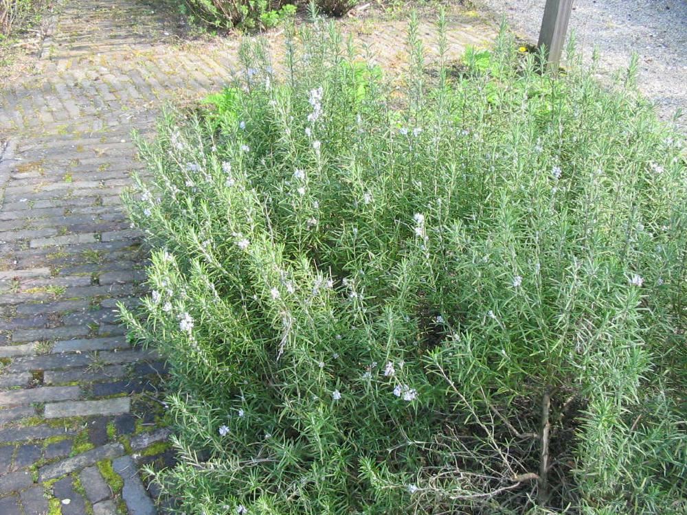 Plantenfiche-Rosmarinus-officinalis-Rozemarijn-