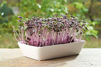 Buzzy-Microgreens-Garden-Dish-Daikon-Radijs-6-