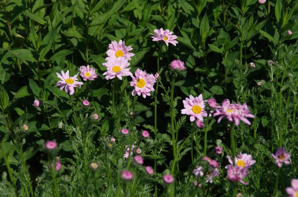 Plantenfiche-Tanacetum-Robinson-s-Rose-