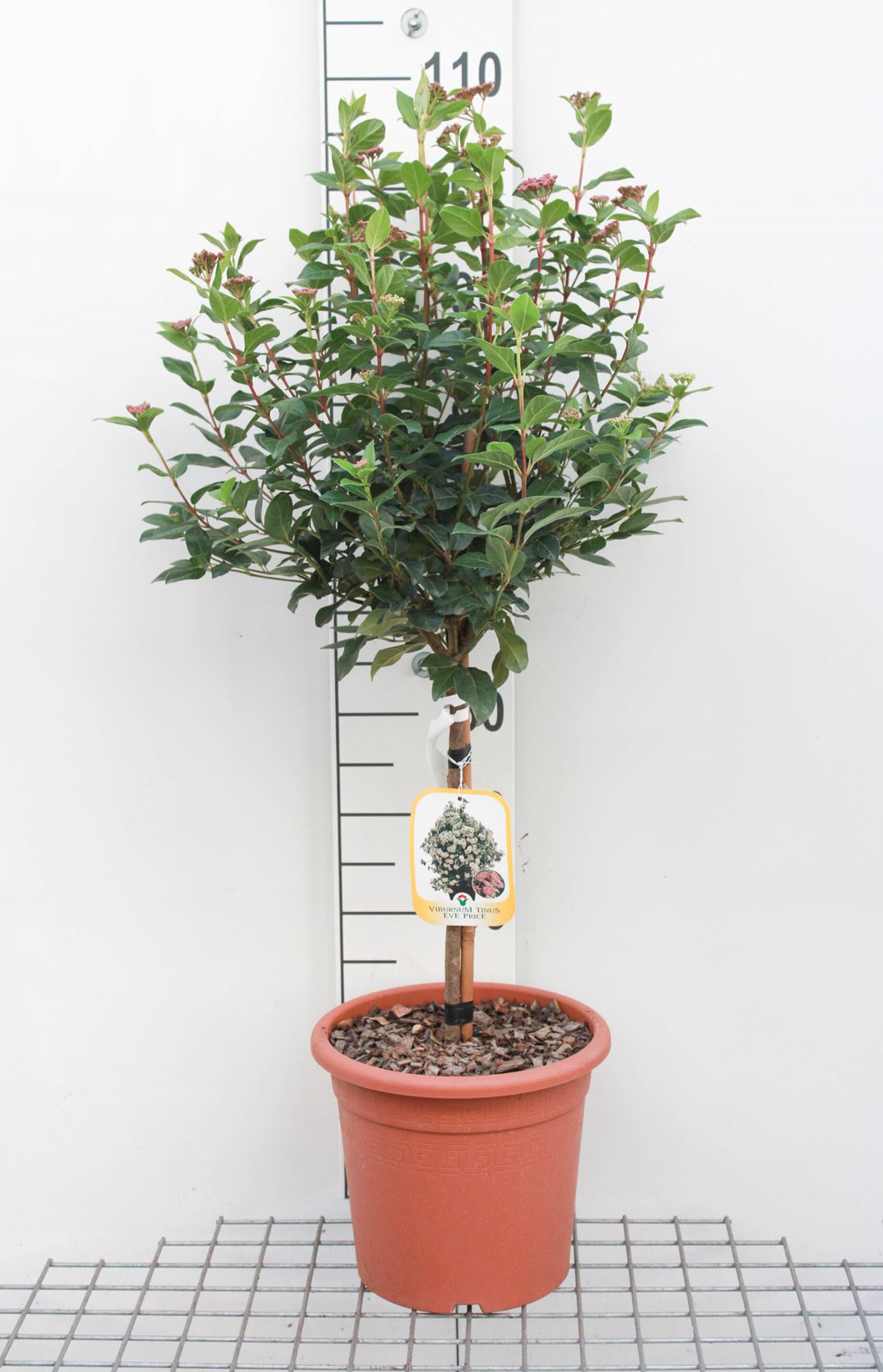Viburnum tinus 'Eve Price' - pot 9L - grafted on a stem