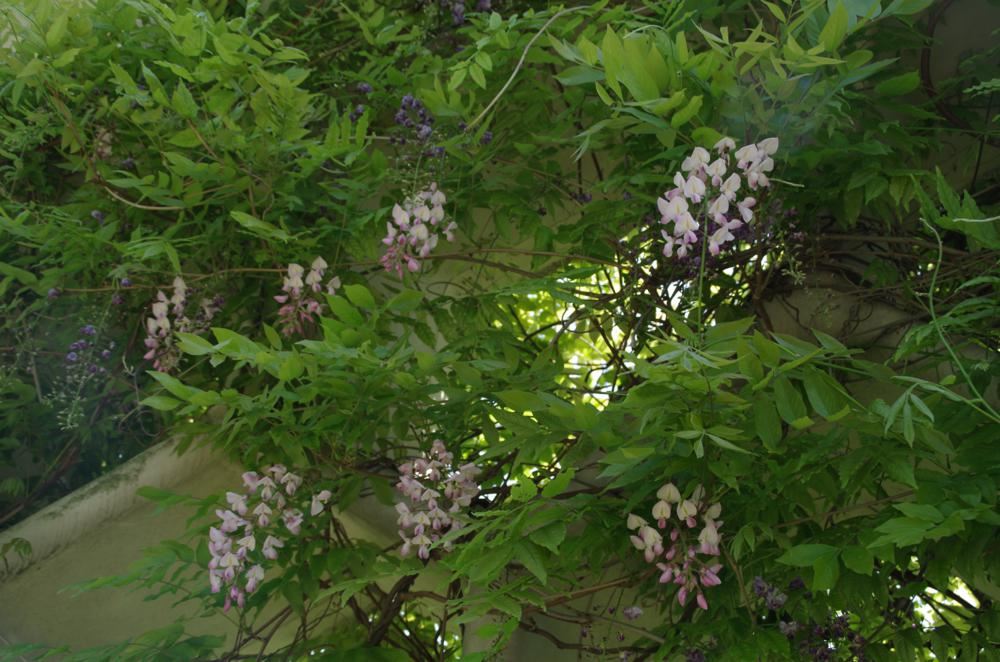 Plantenfiche-Wisteria-brachybotrys-Showa-beni-