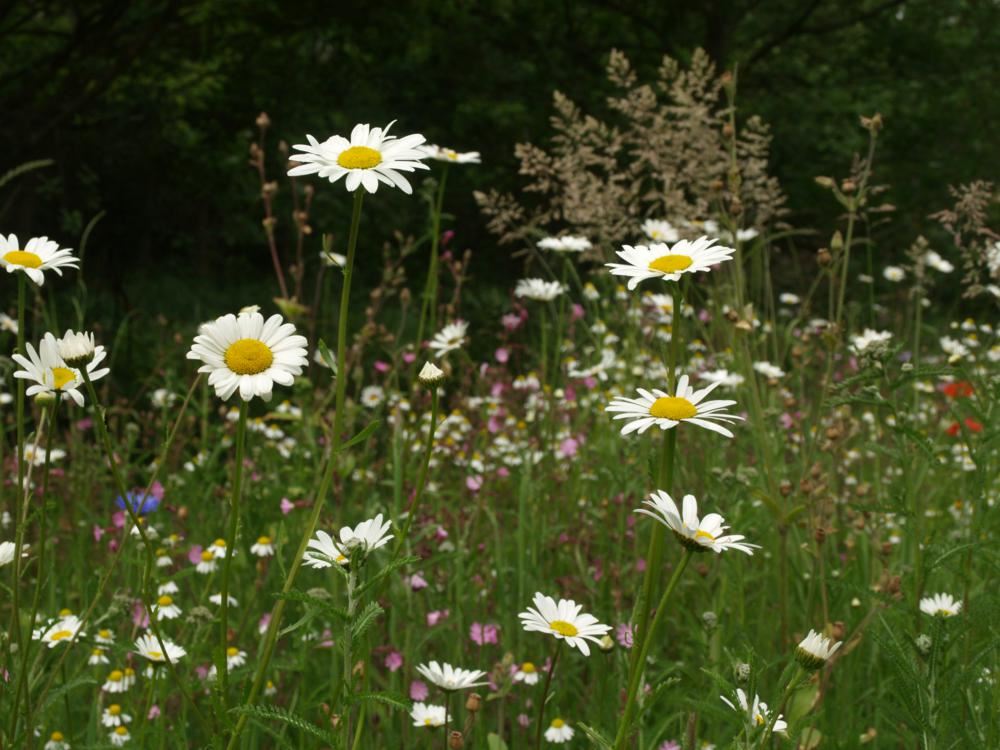 Plantenfiche-Leucanthemum-vulgare