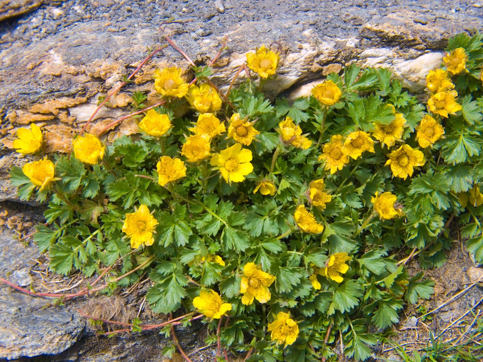 Plantenfiche-Potentilla-aurea
