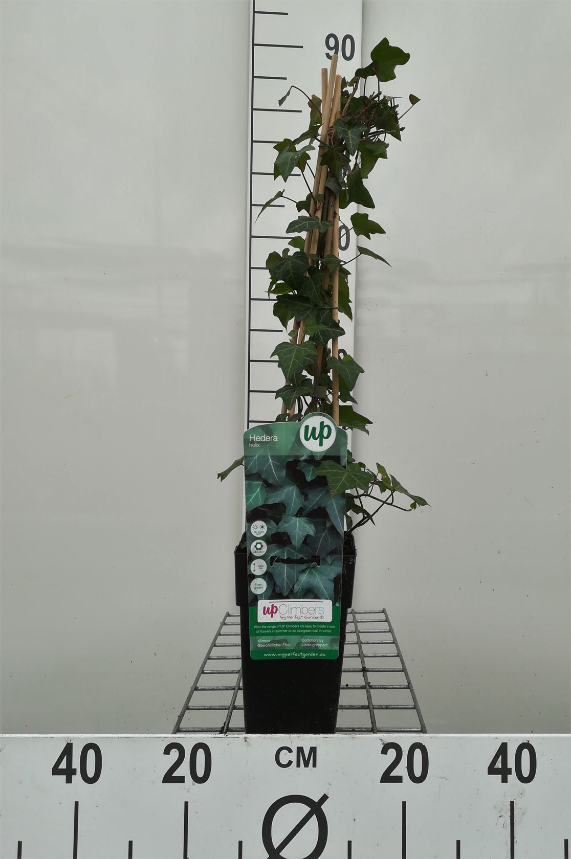 Hedera helix - pot - 50-60 cm