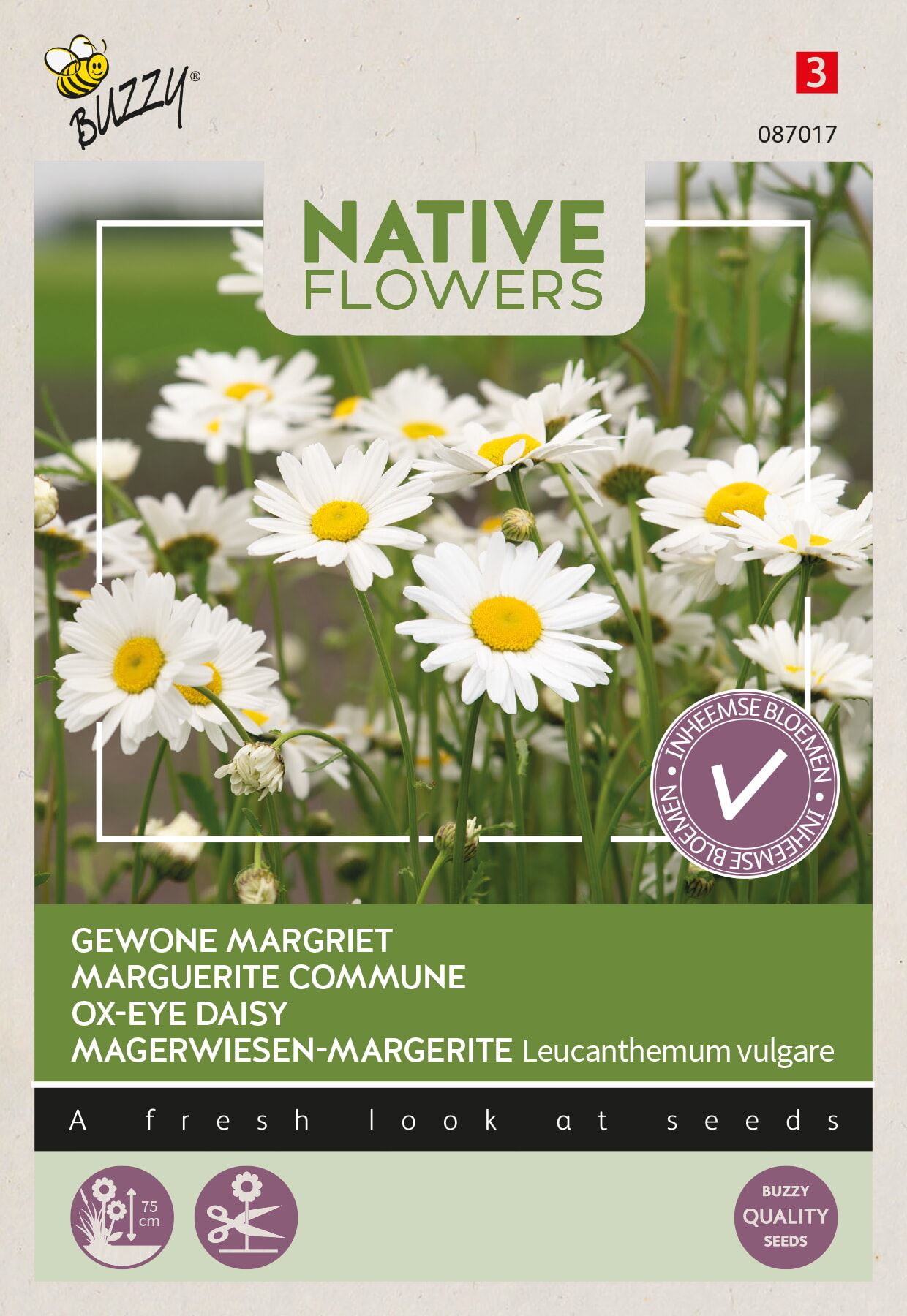 Buzzy-Native-Flowers-Inheems-Leucanthemum-vulgare-Margriet