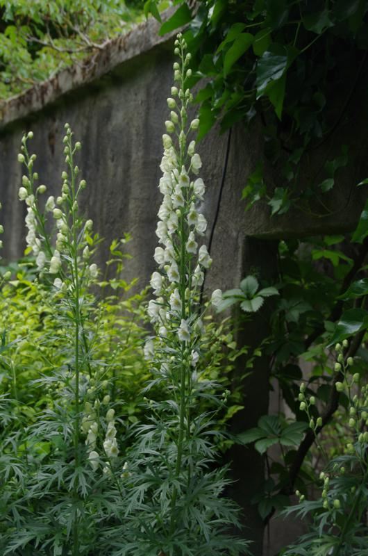 Plantenfiche-Aconitum-napellus-Album-