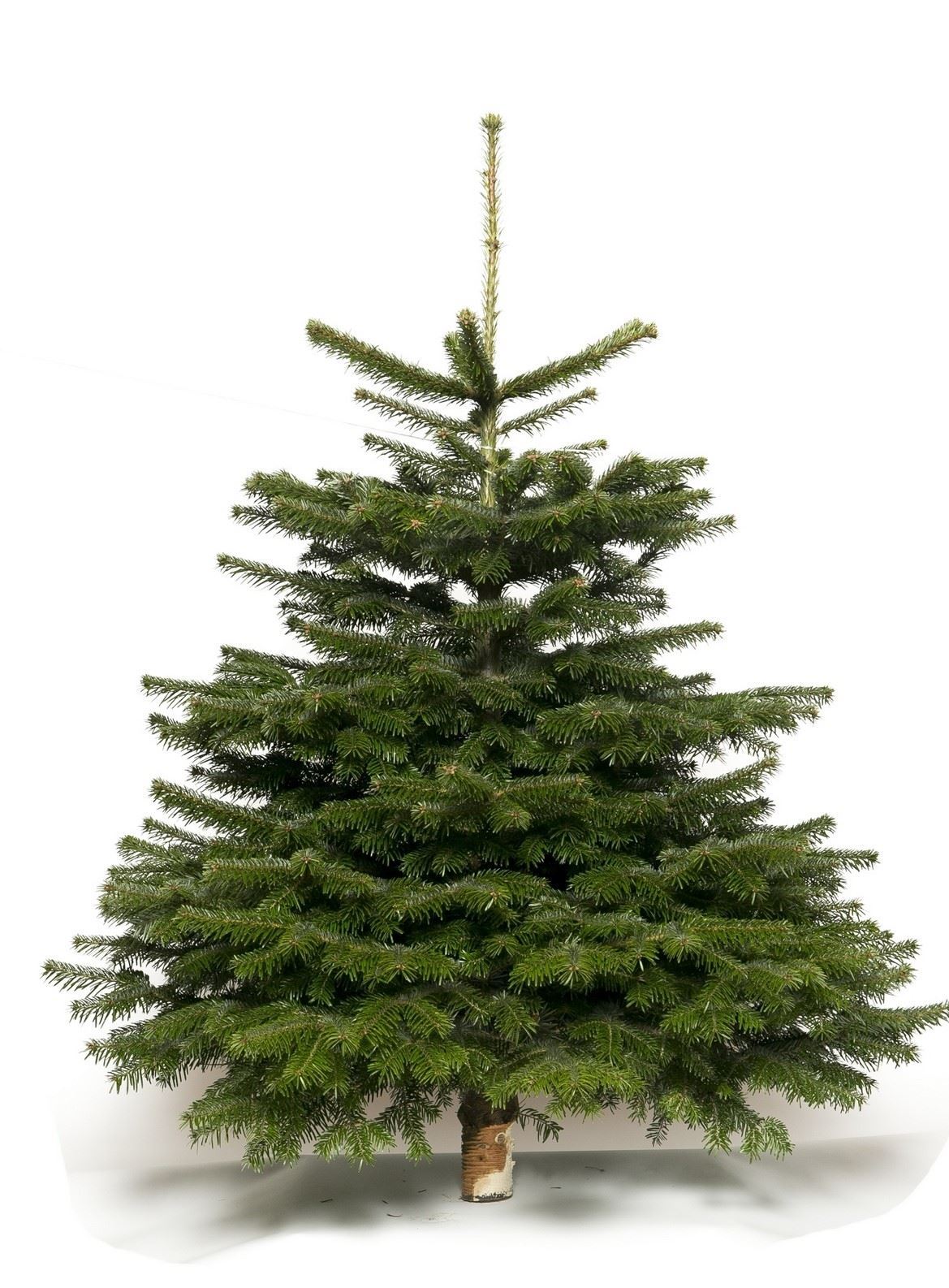 Echte-kerstboom-Nordmann-100-cm-gezaagd