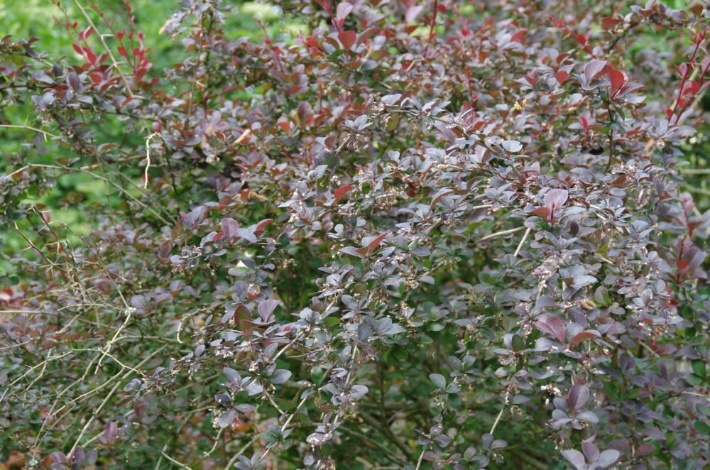 Plantenfiche-Berberis-x-ottawensis-Superba-