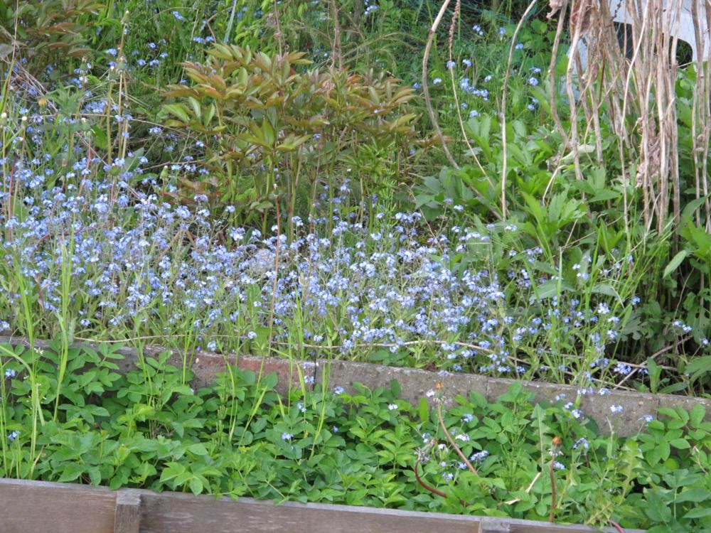 Plantenfiche-Myosotis-palustris