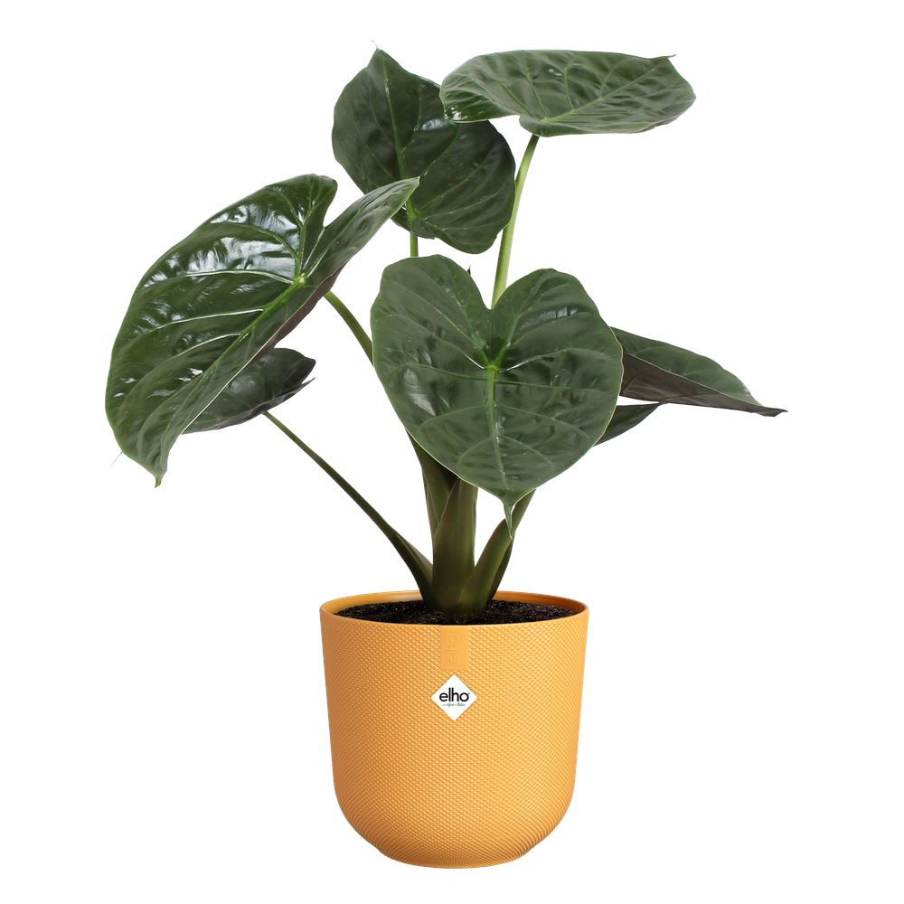 Bloempot-jazz-rond-26cm-amber-geel
