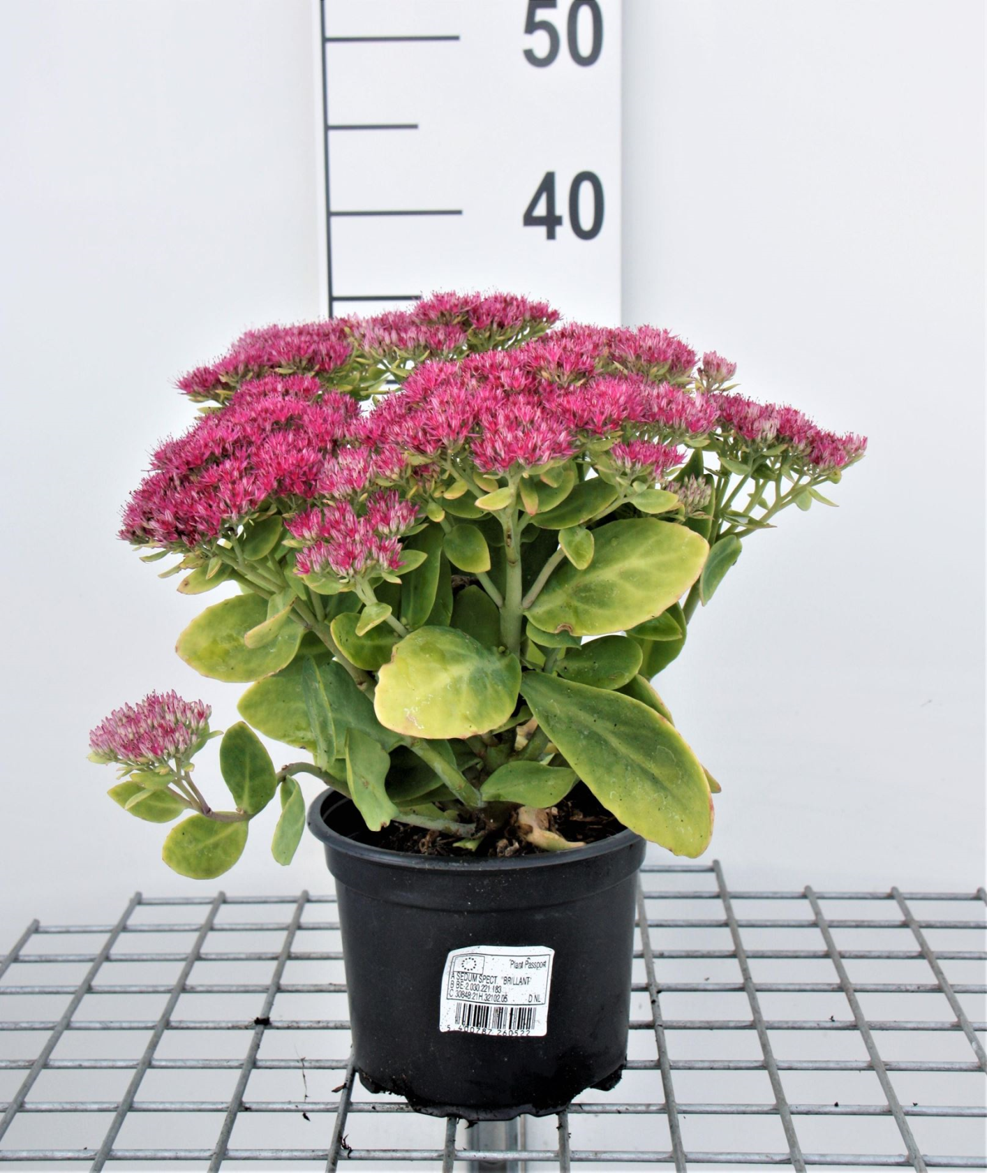 Sedum spectabile 'Brillant' - pot 2L