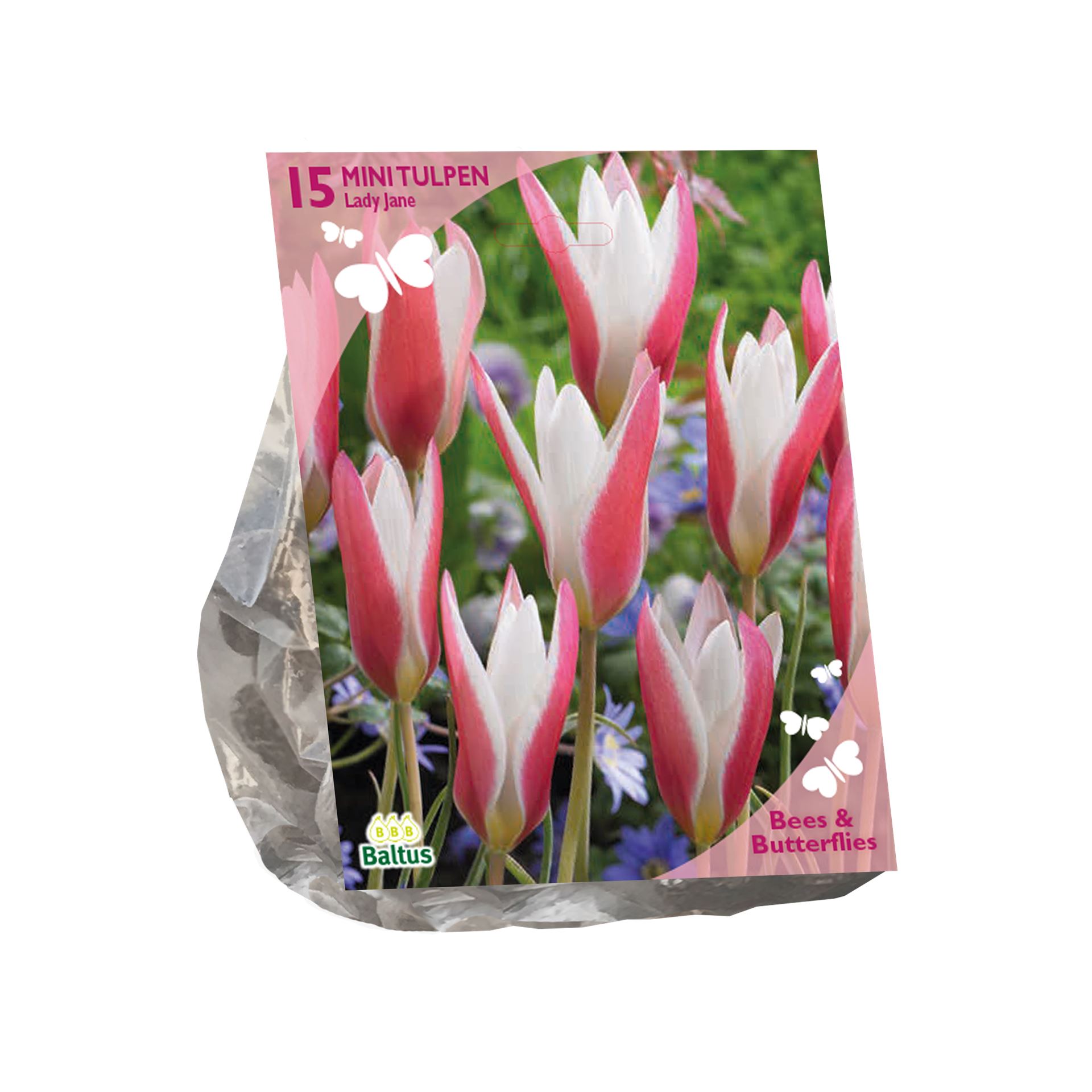 Bees-Butterflies-Tulipa-clusiana-Lady-Jane-per-15