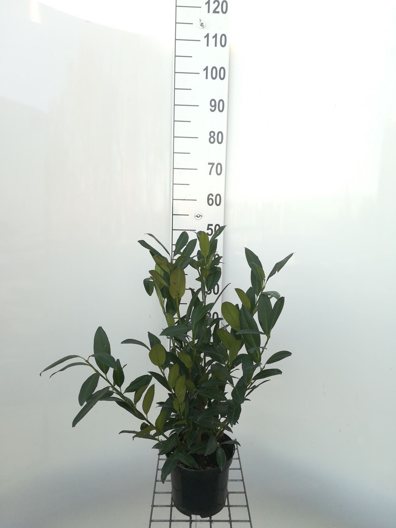 Prunus laurocerasus 'Herbergii' - pot - 40-60 cm