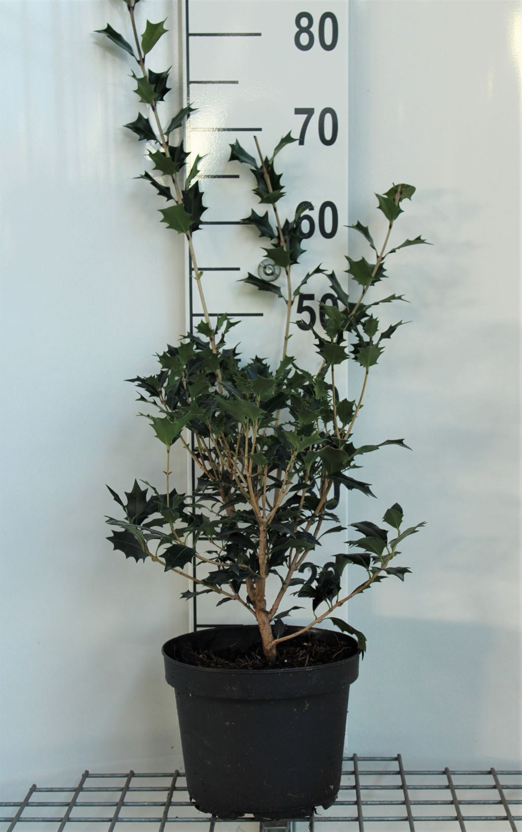 Osmanthus heterophyllus - pot - 30-40 cm - struik