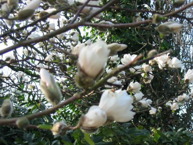 Plantenfiche-Magnolia-x-loebneri-Merrill-
