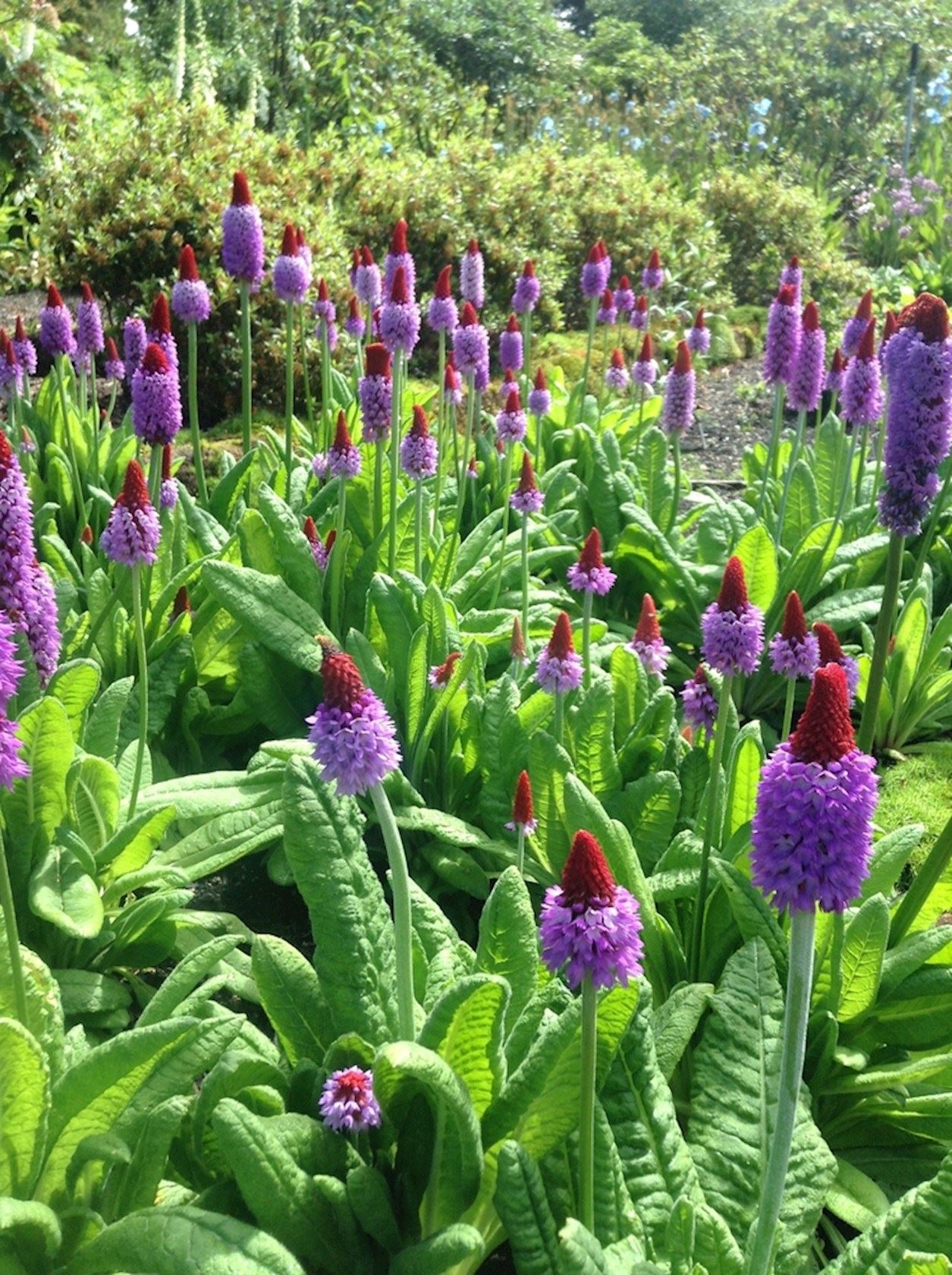 Plantenfiche-Primula-vialii