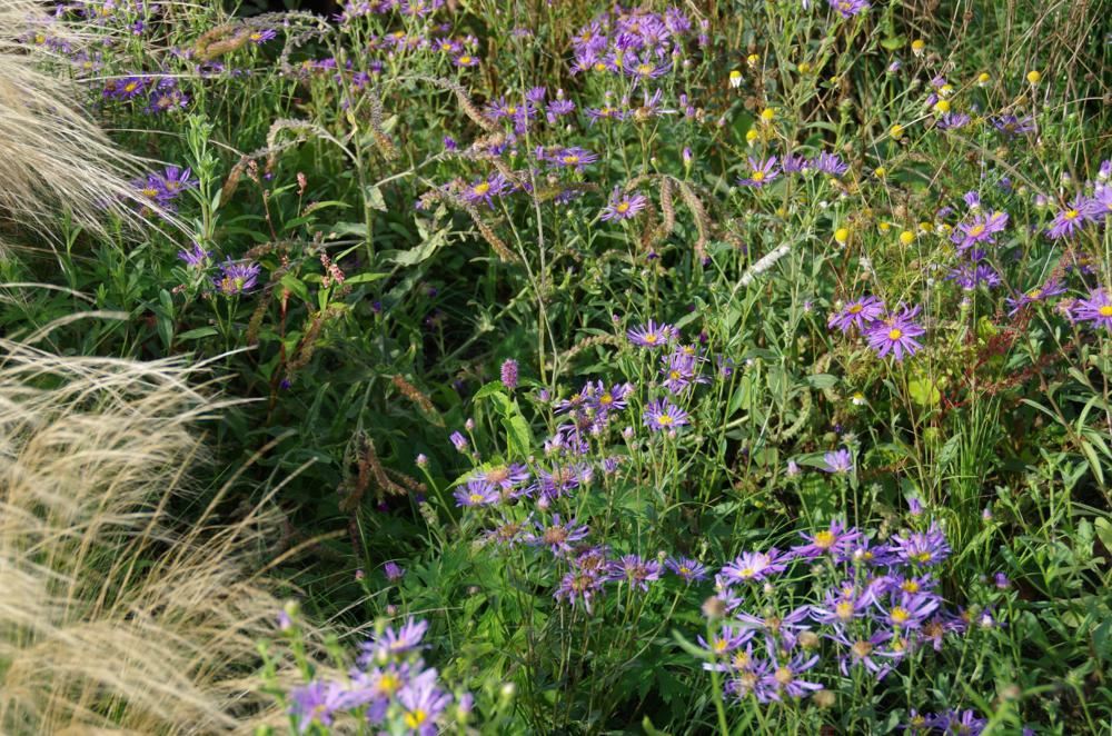 Plantenfiche-Aster-ericoides-Blue-Star-