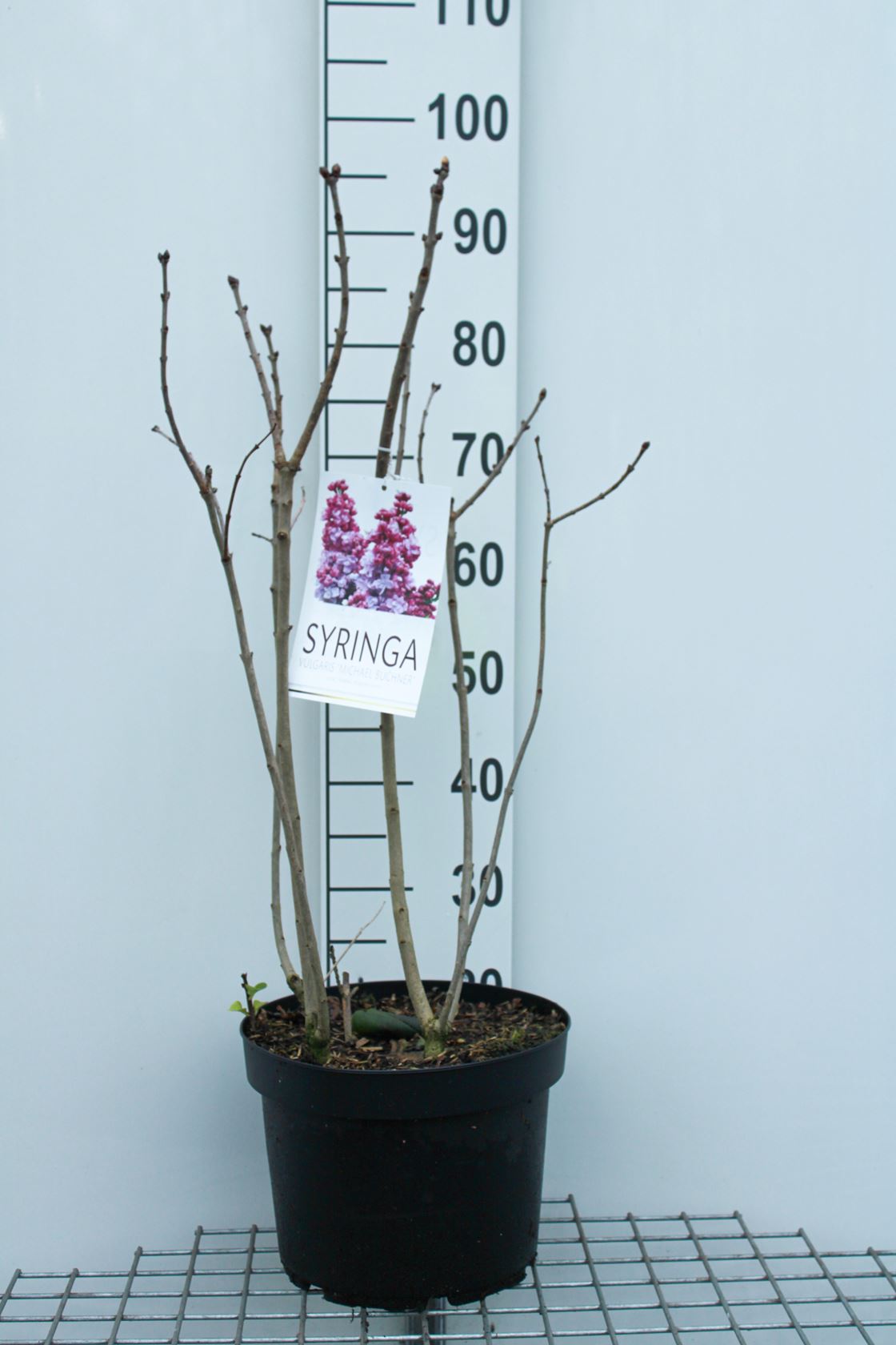 Syringa vulgaris 'Michel Buchner' - pot 10L - 70-80 cm
