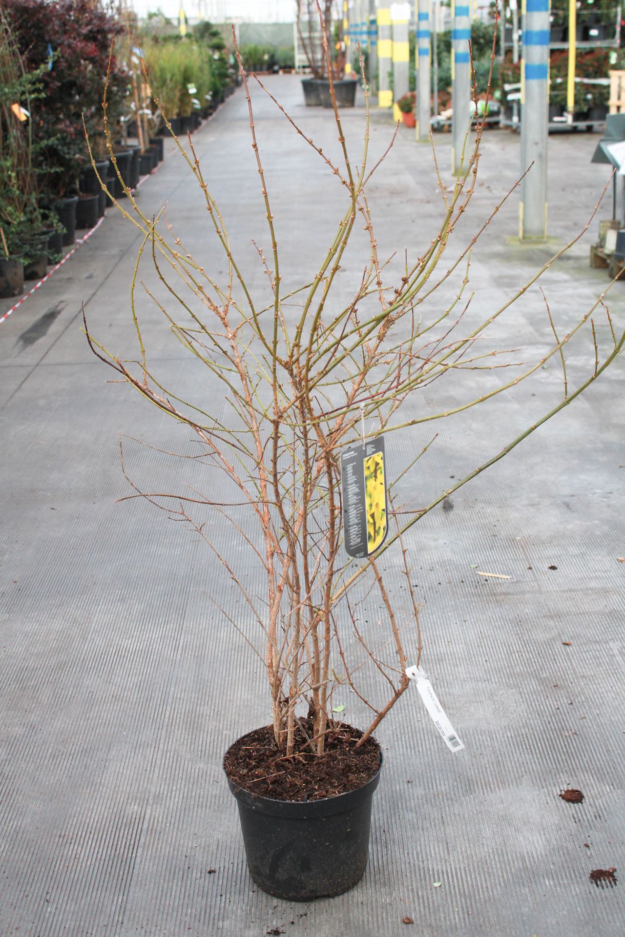 Forsythia x intermedia 'Lynwood' - pot 12L - 125-150 cm