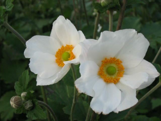 Plantenfiche-Anemone-x-hybrida-Honorine-Jobert-