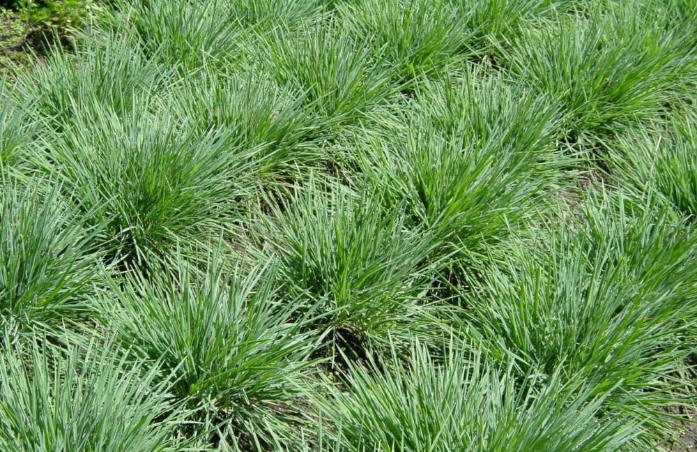 Plantenfiche-Koeleria-glauca