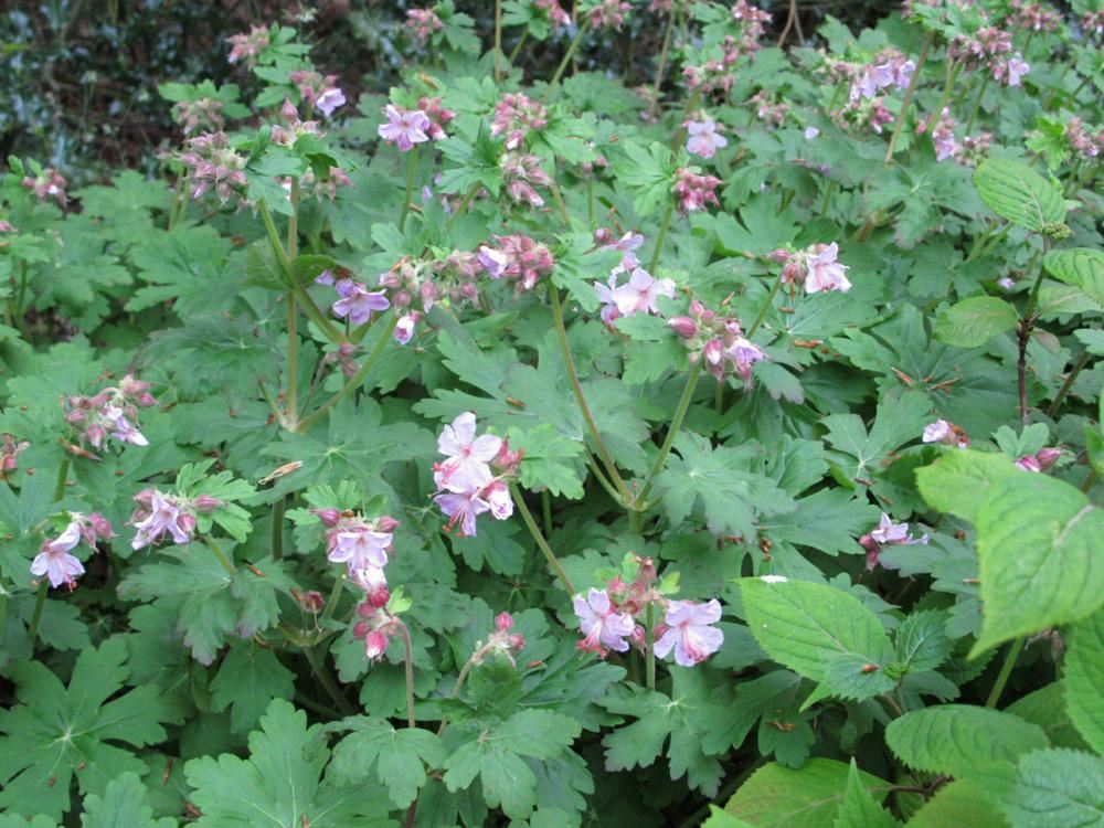 Plantenfiche-Geranium-macrorrhizum-Spessart-