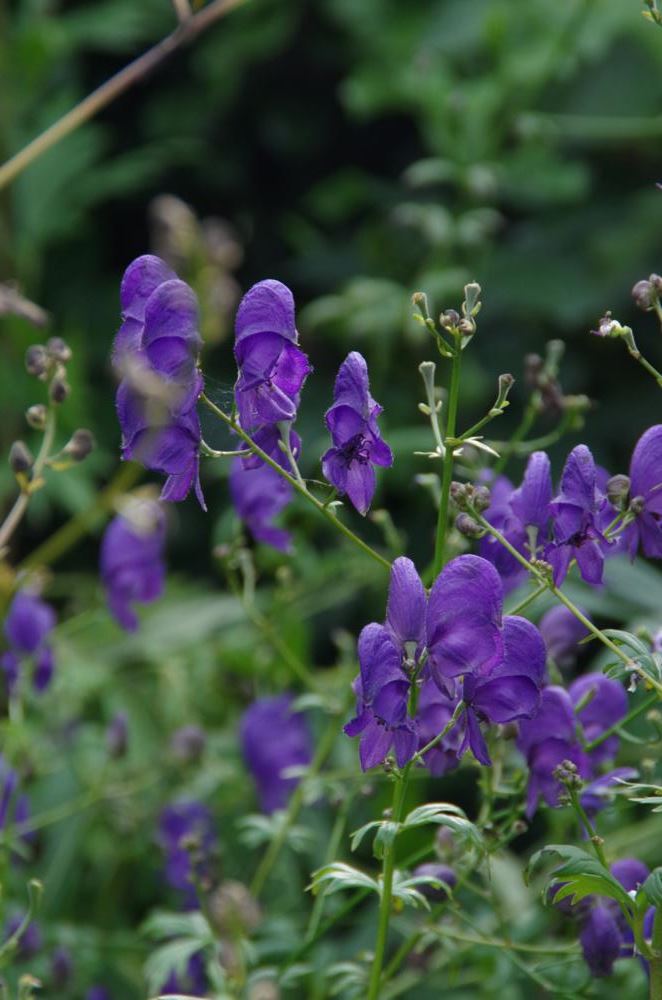 Plantenfiche-Aconitum-henryi-Spark-s-Variety-
