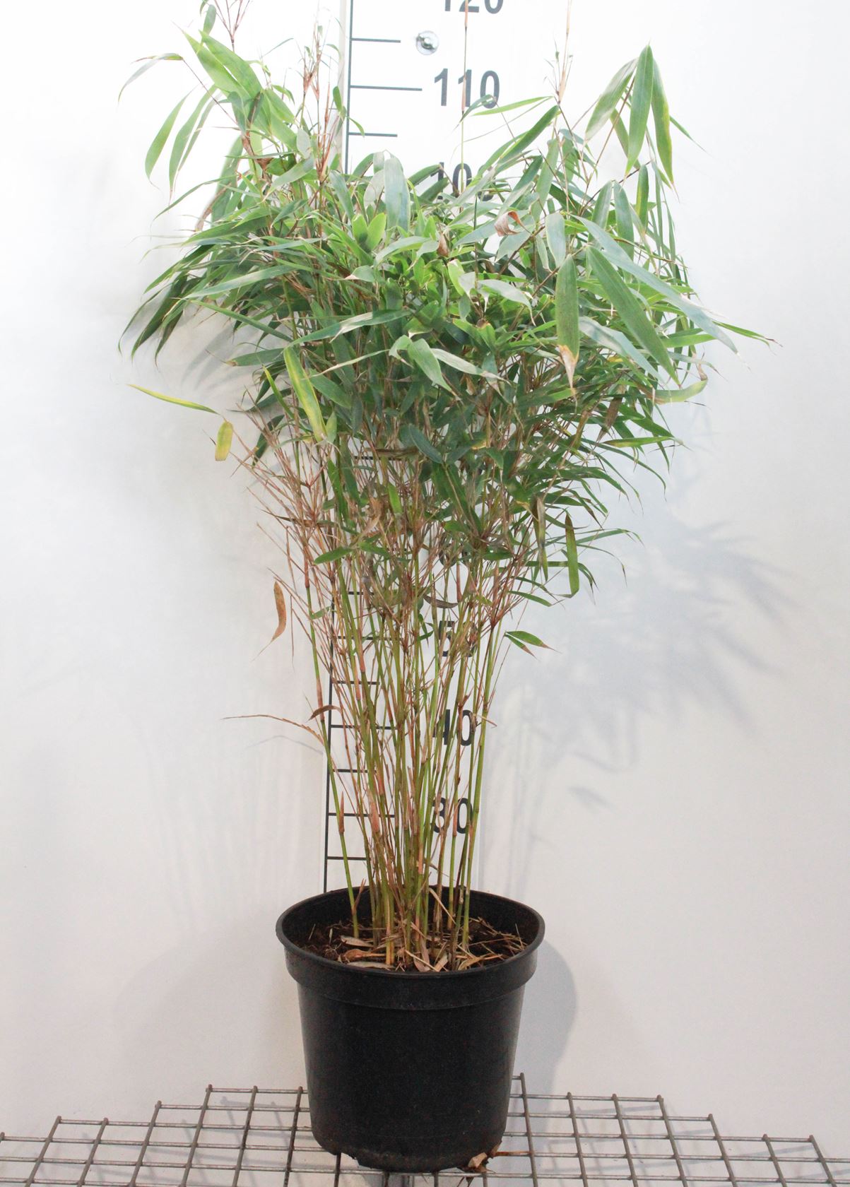 Fargesia robusta 'Pingwu' - pot 15L - 100-125 cm