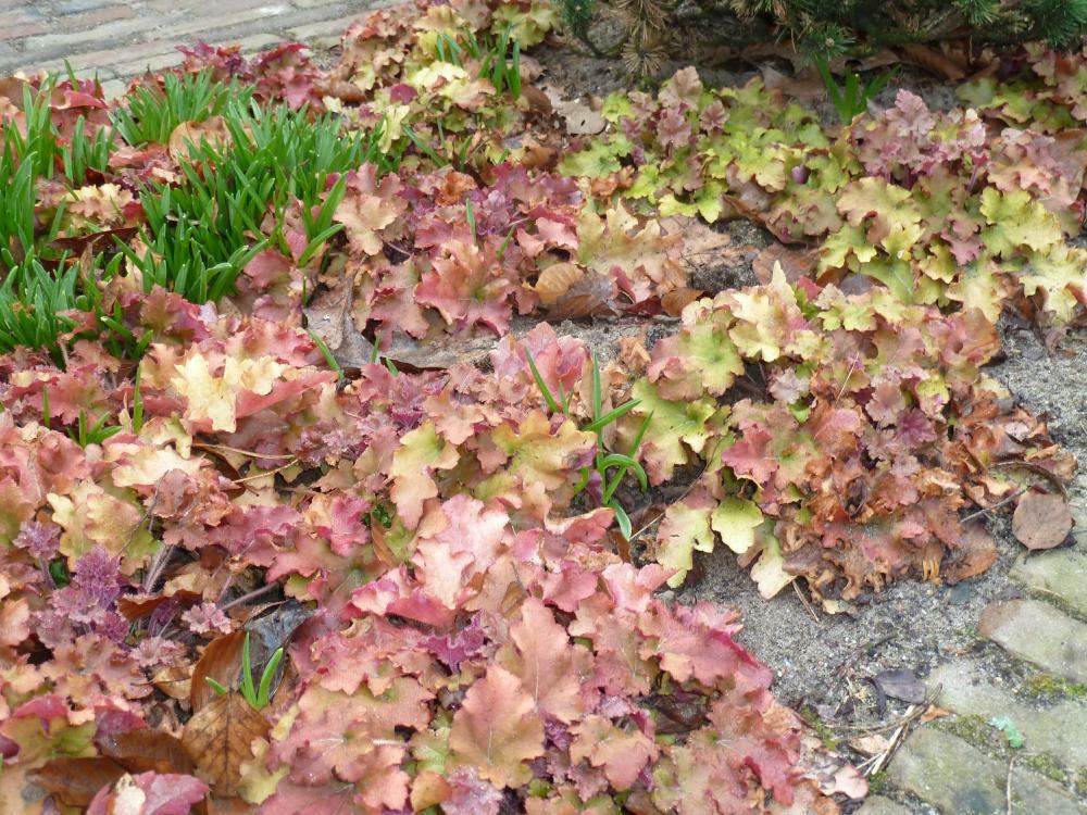 Plantenfiche-Heuchera-Marmalade-