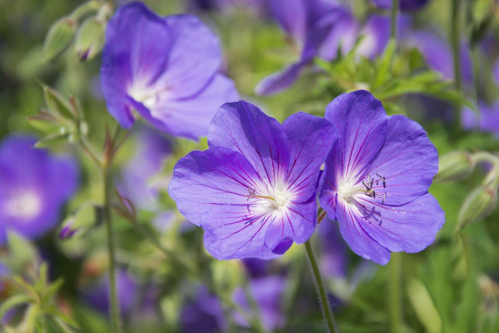 Plantenfiche-Geranium-clarkei-Kashmir-Purple-