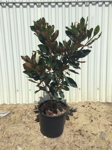 Magnolia grandiflora 'Little Gem' - pot - 60-80 cm