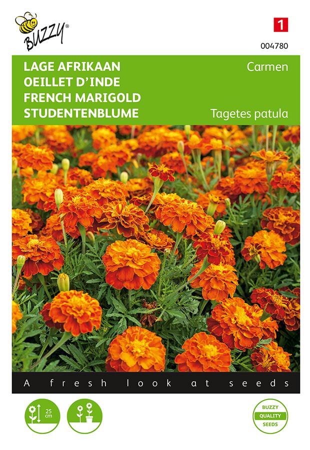 Buzzy® Lage afrikaan zaden - Carmen