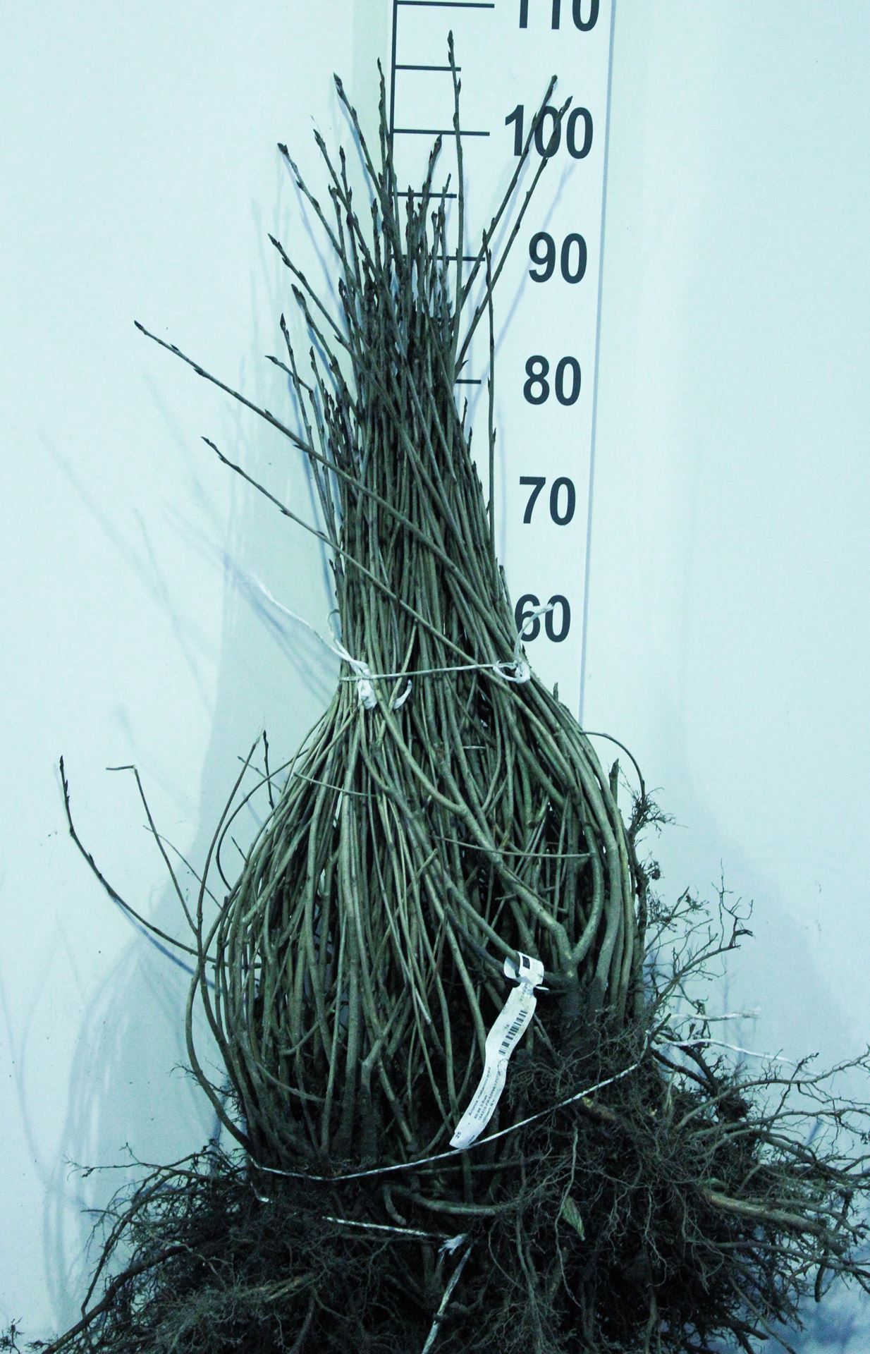 Aronia melanocarpa - bare root - 60-90 cm - 3-5 branches