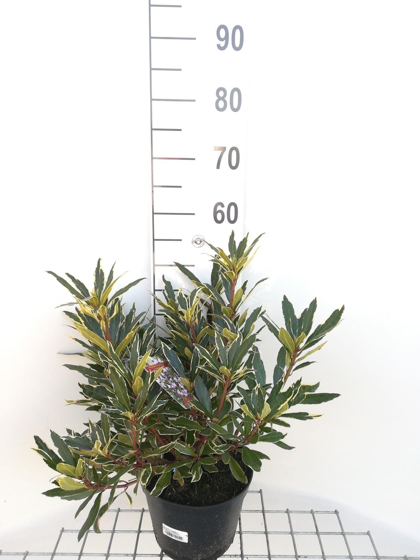 Rhododendron ponticum 'Variegatum' - pot - 40-50 cm