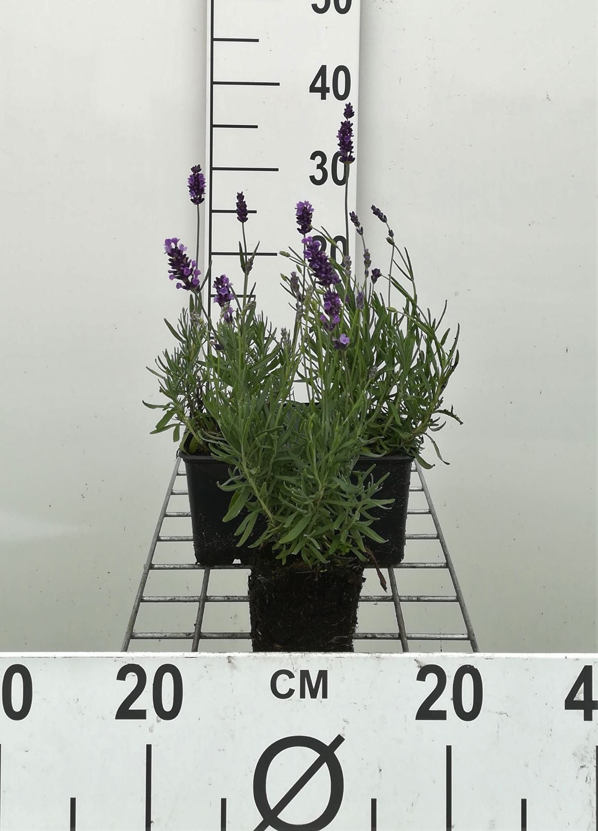 Lavandula angustifolia 'Hidcote' - pot 9x9 cm (Lavender)
