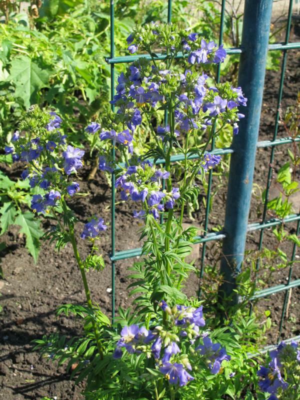 Plantenfiche-Polemonium-caeruleum